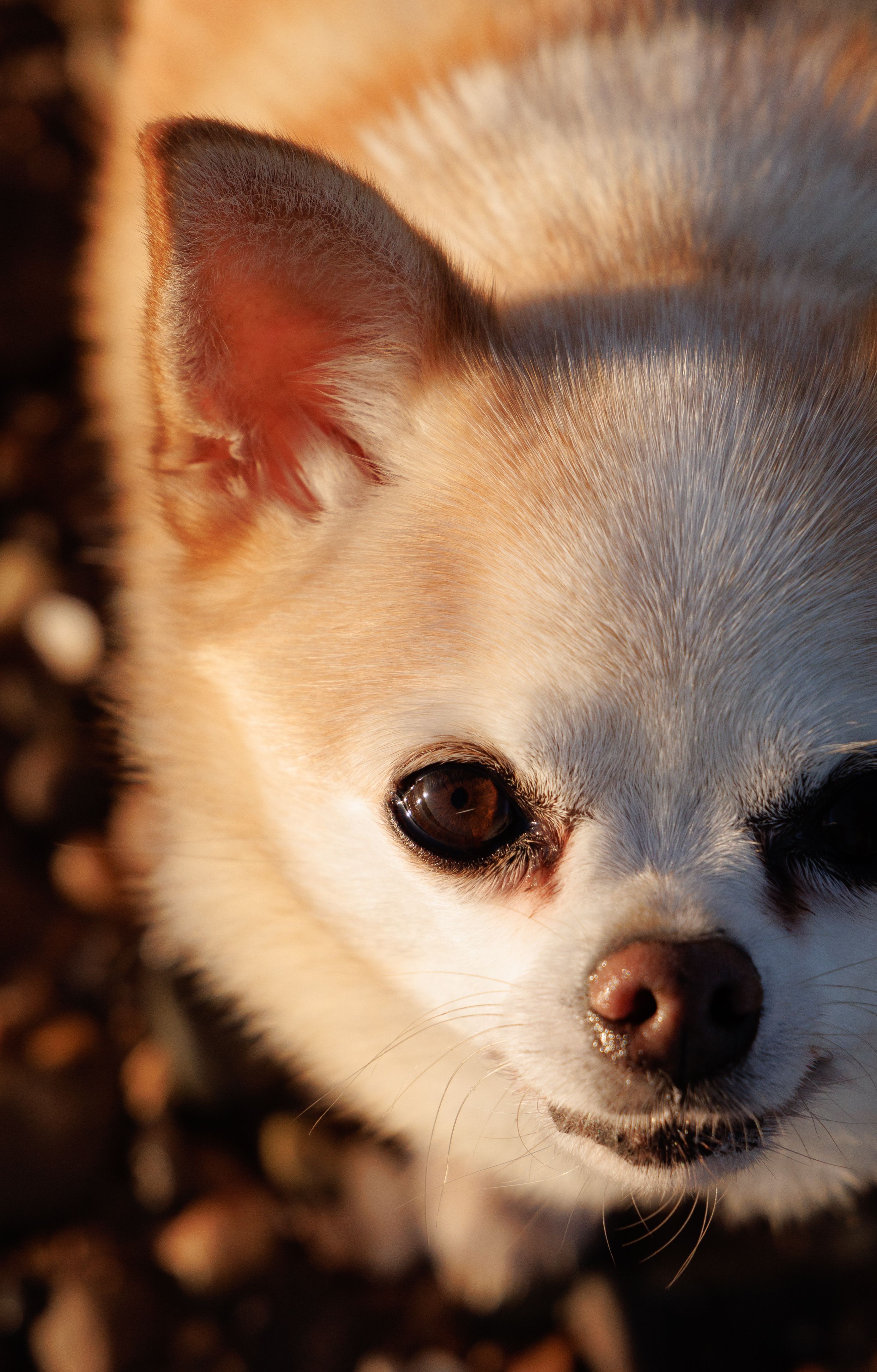 Chihuahua - dog breed photo