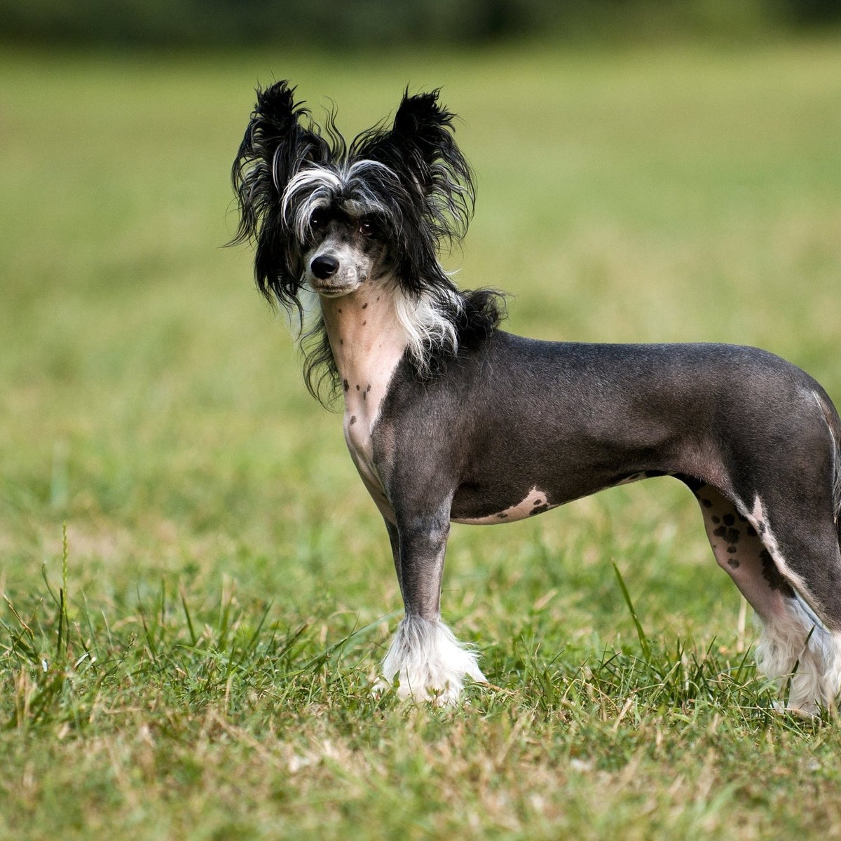 Chinese Crested - dog breed photo