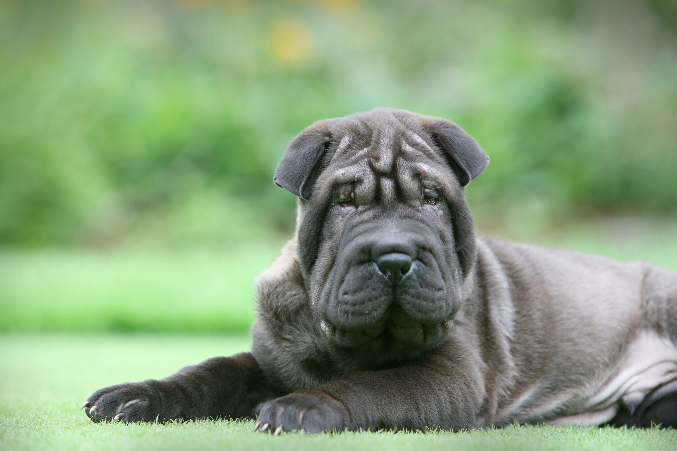 Chinese Shar-Pei - dog breed photo