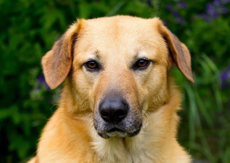 Chinook - dog breed photo