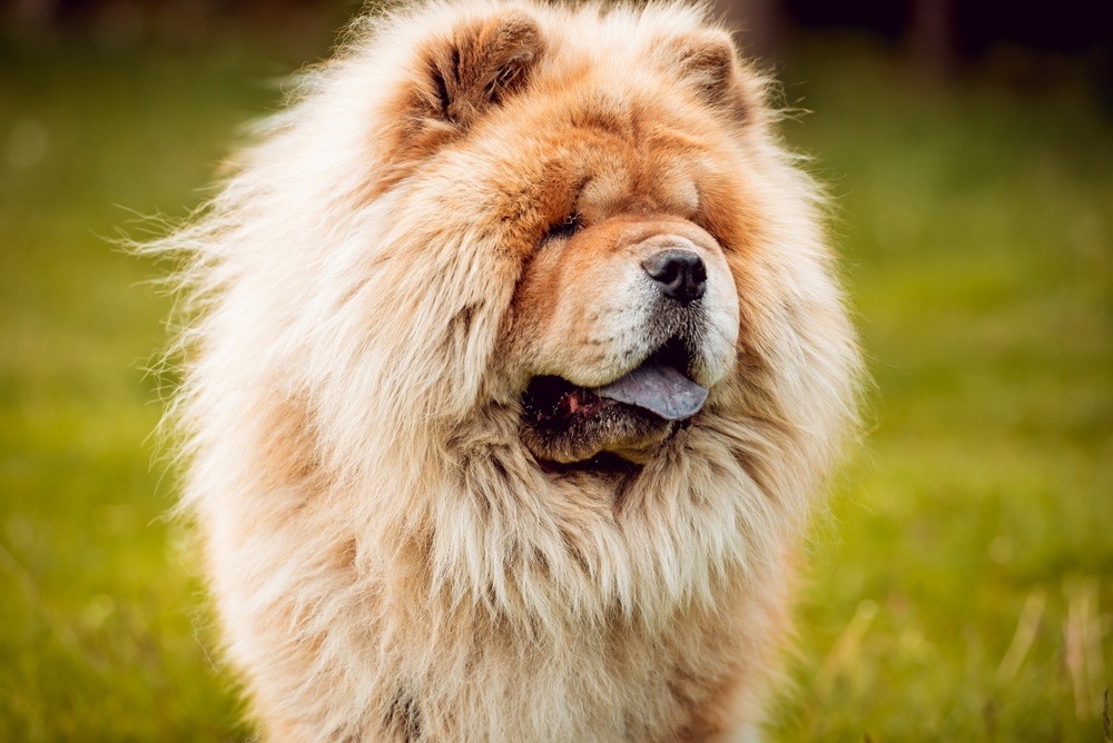 Chow Chow - dog breed photo