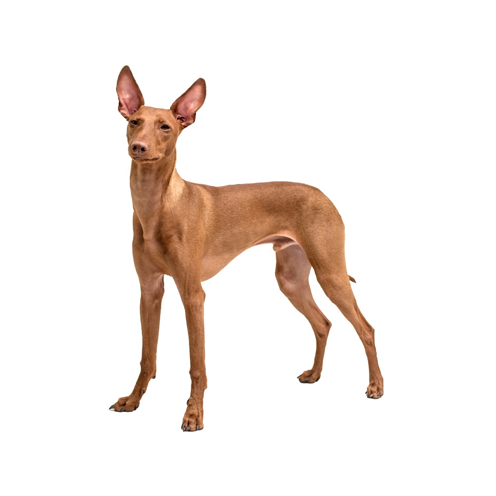 Cirneco dell'Etna - dog breed photo
