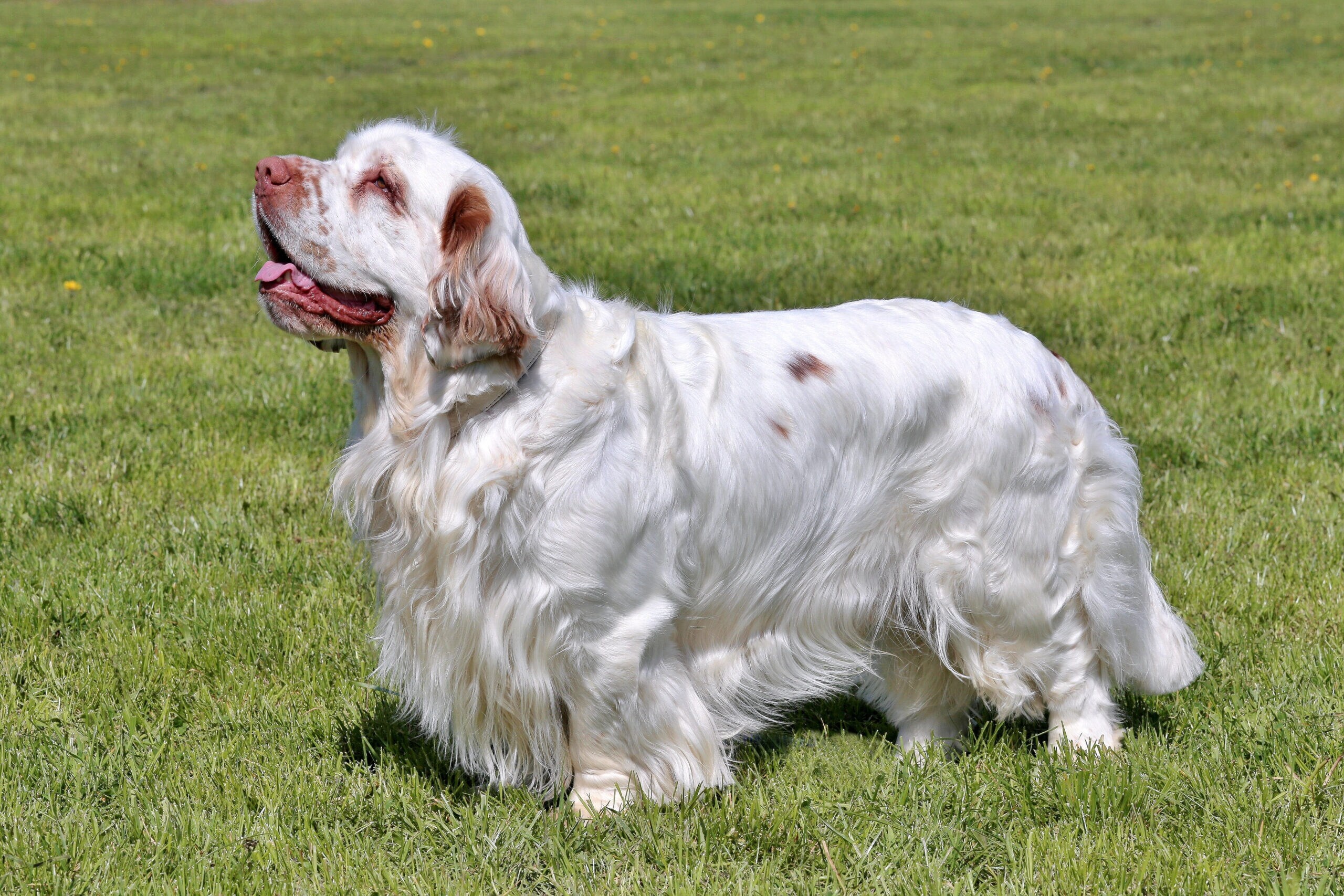 Clumber Spaniel - dog breed photo