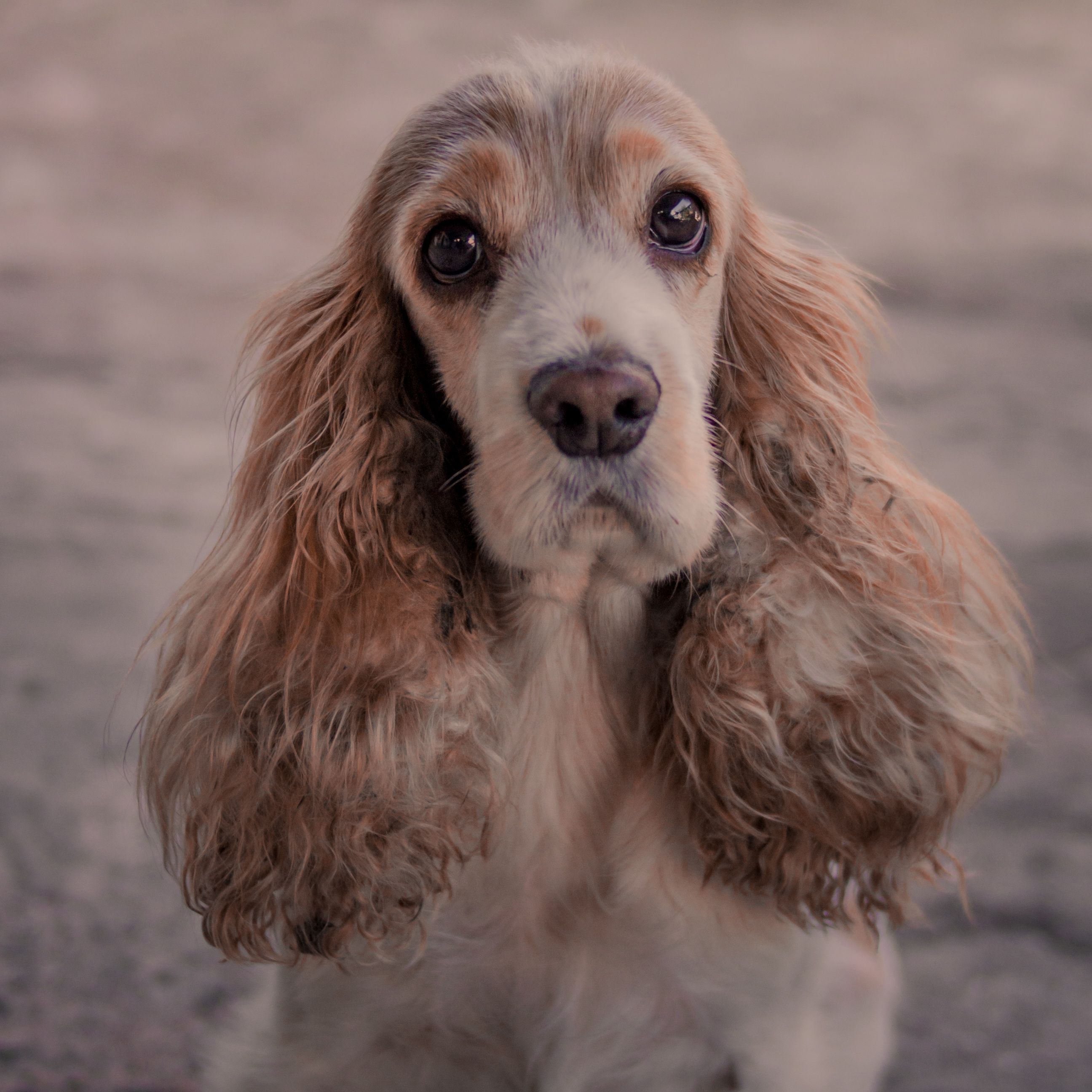 Cocker Spaniel - dog breed photo