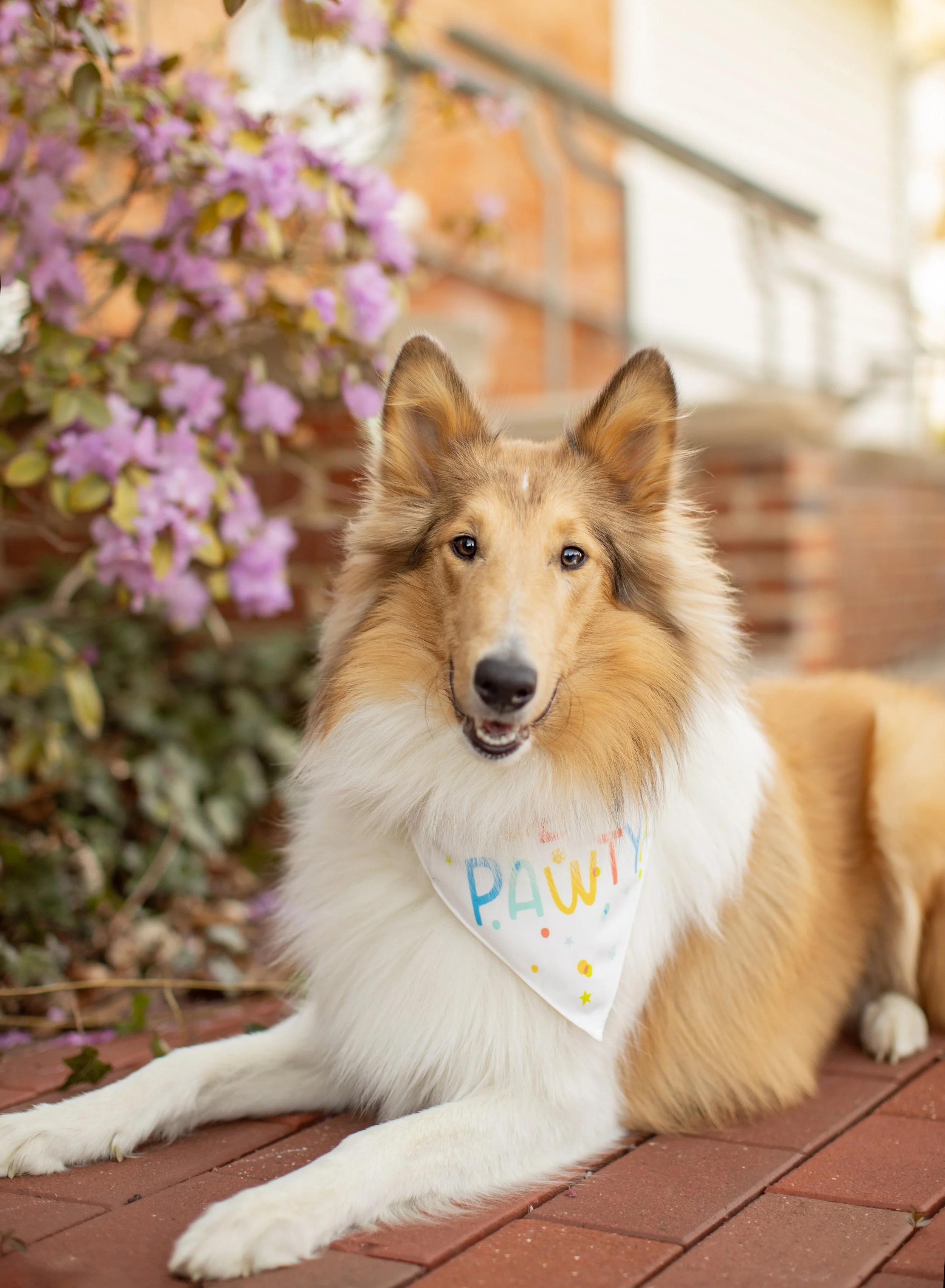 Collie - dog breed photo