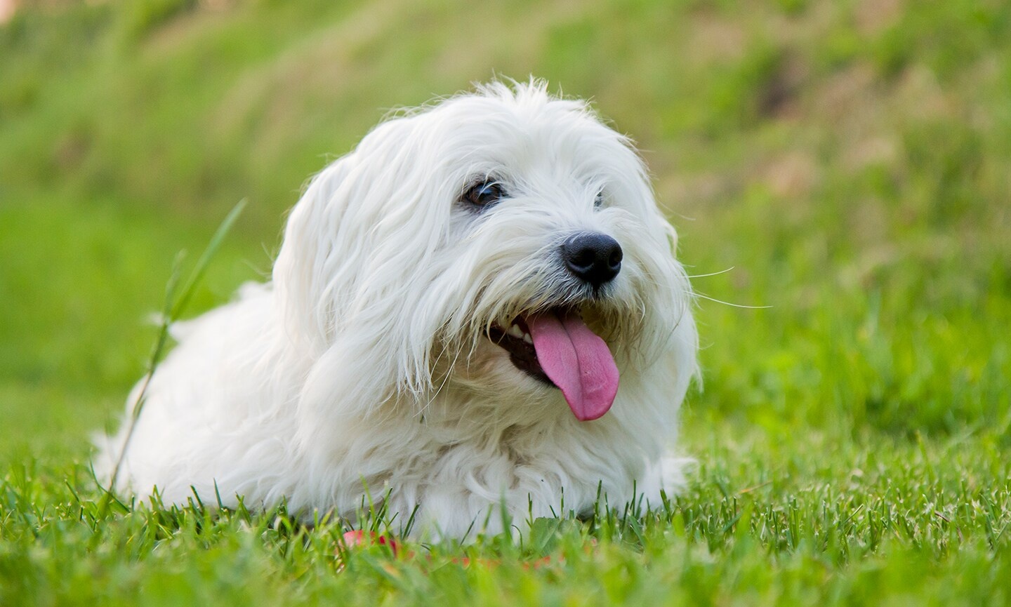 Coton de Tulear - dog breed photo