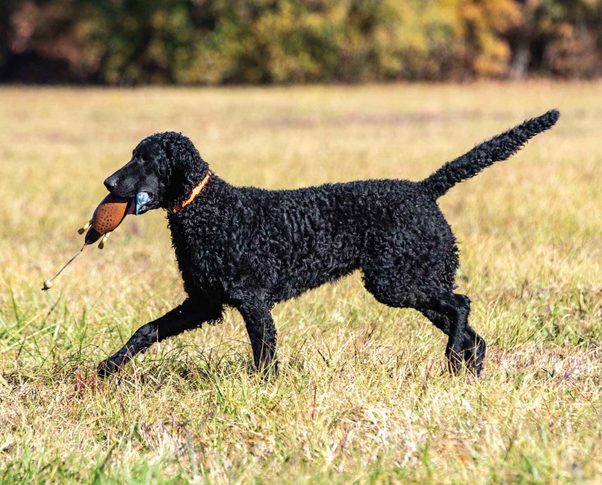 Curly-Coated Retriever - dog breed photo