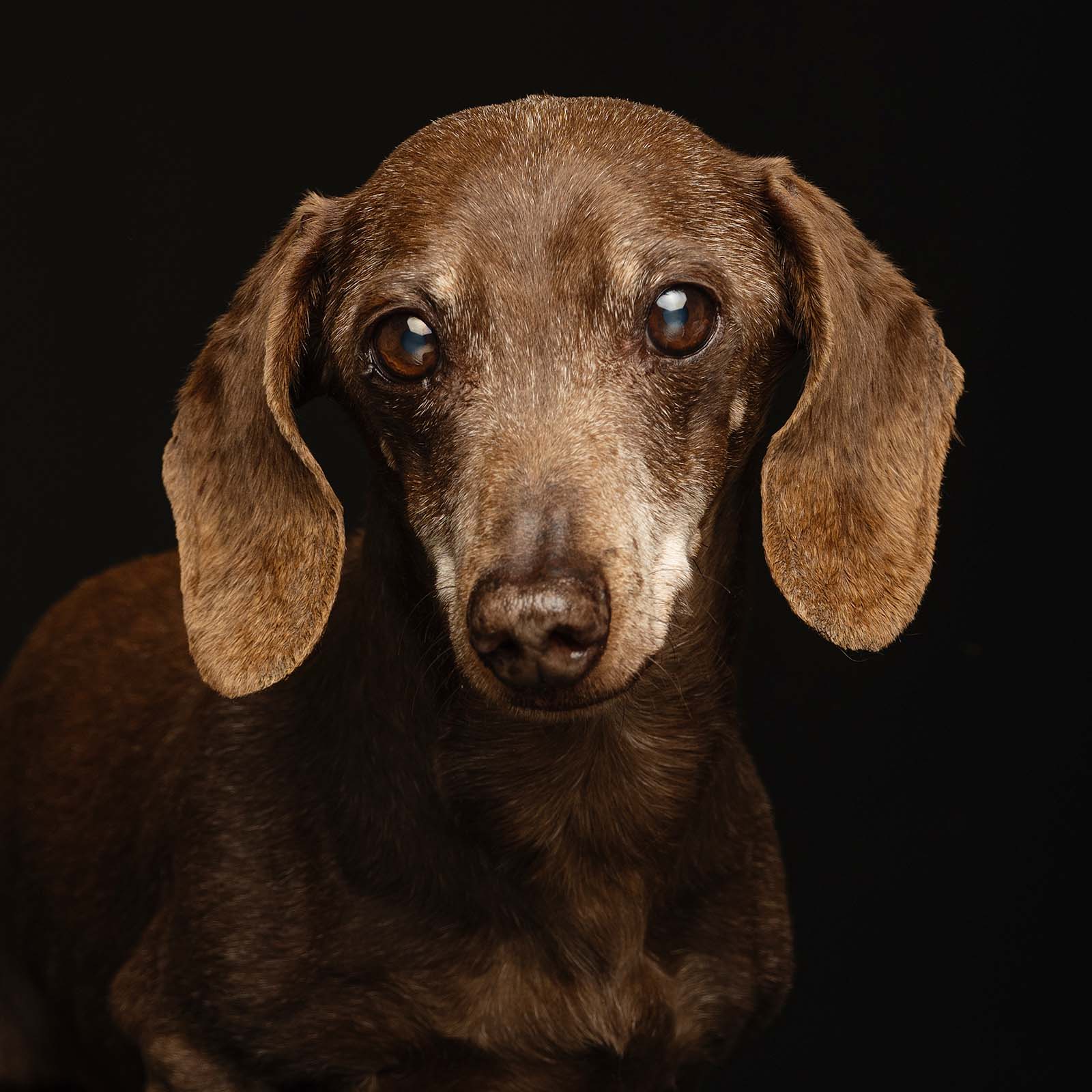 Dachshund - dog breed photo