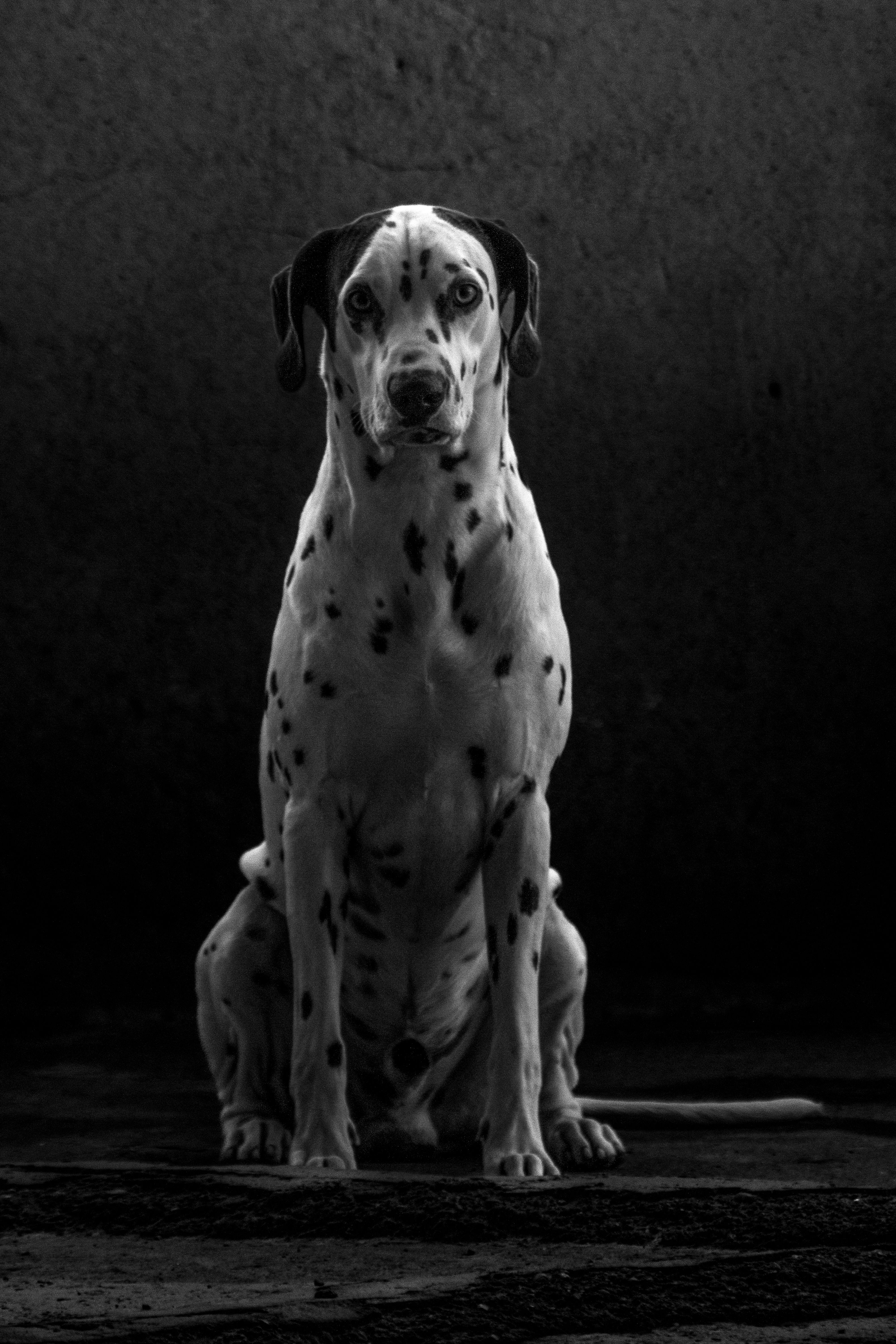 Dalmatian - dog breed photo