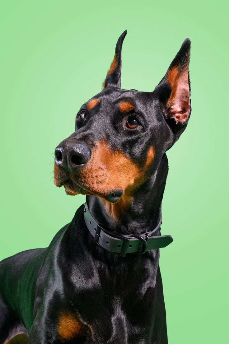 Doberman Pinscher - dog breed photo