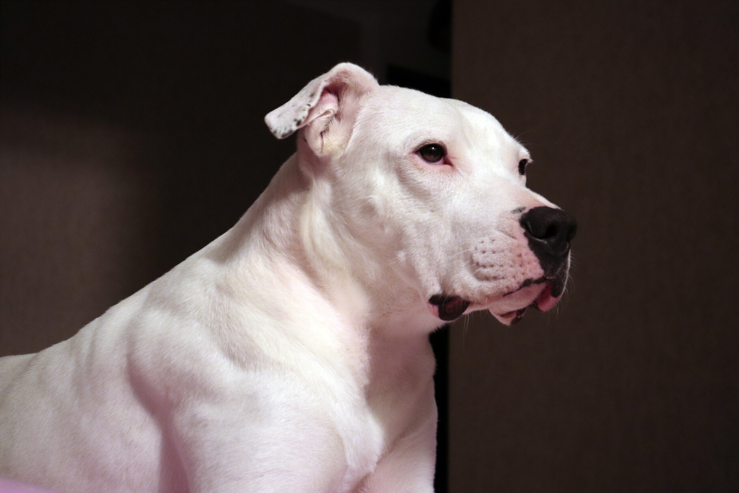 Dogo Argentino - dog breed photo