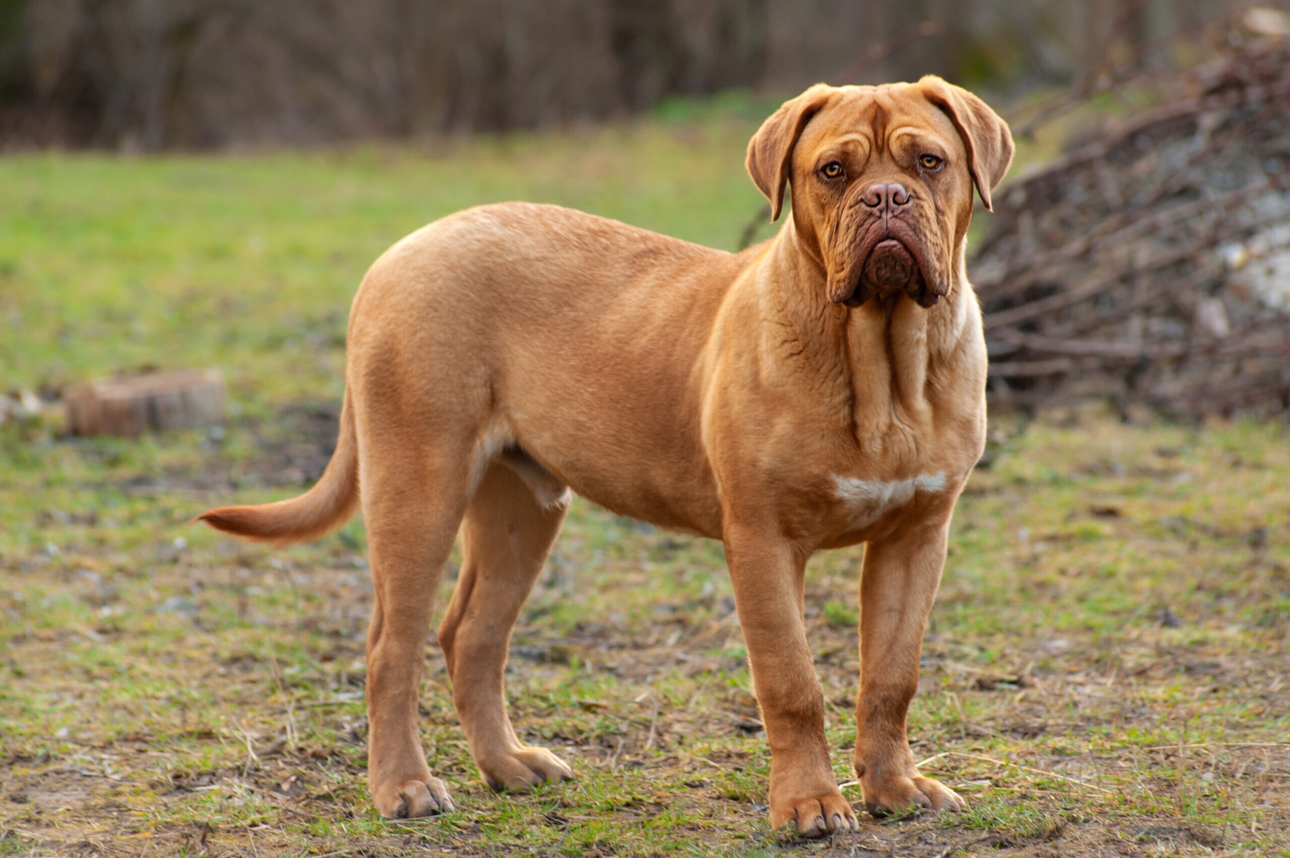 Dogue de Bordeaux - dog breed photo