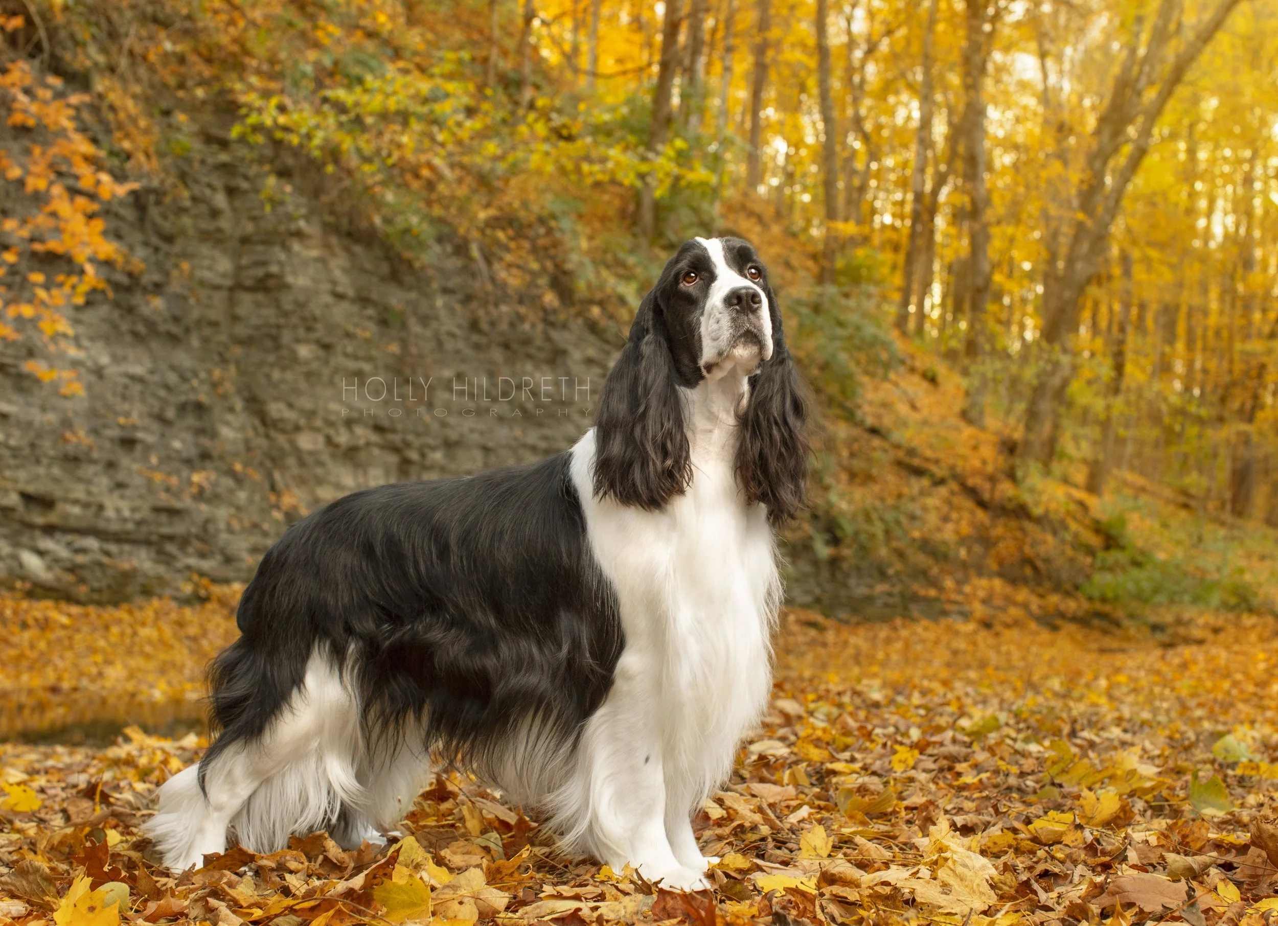 English Cocker Spaniel - dog breed photo
