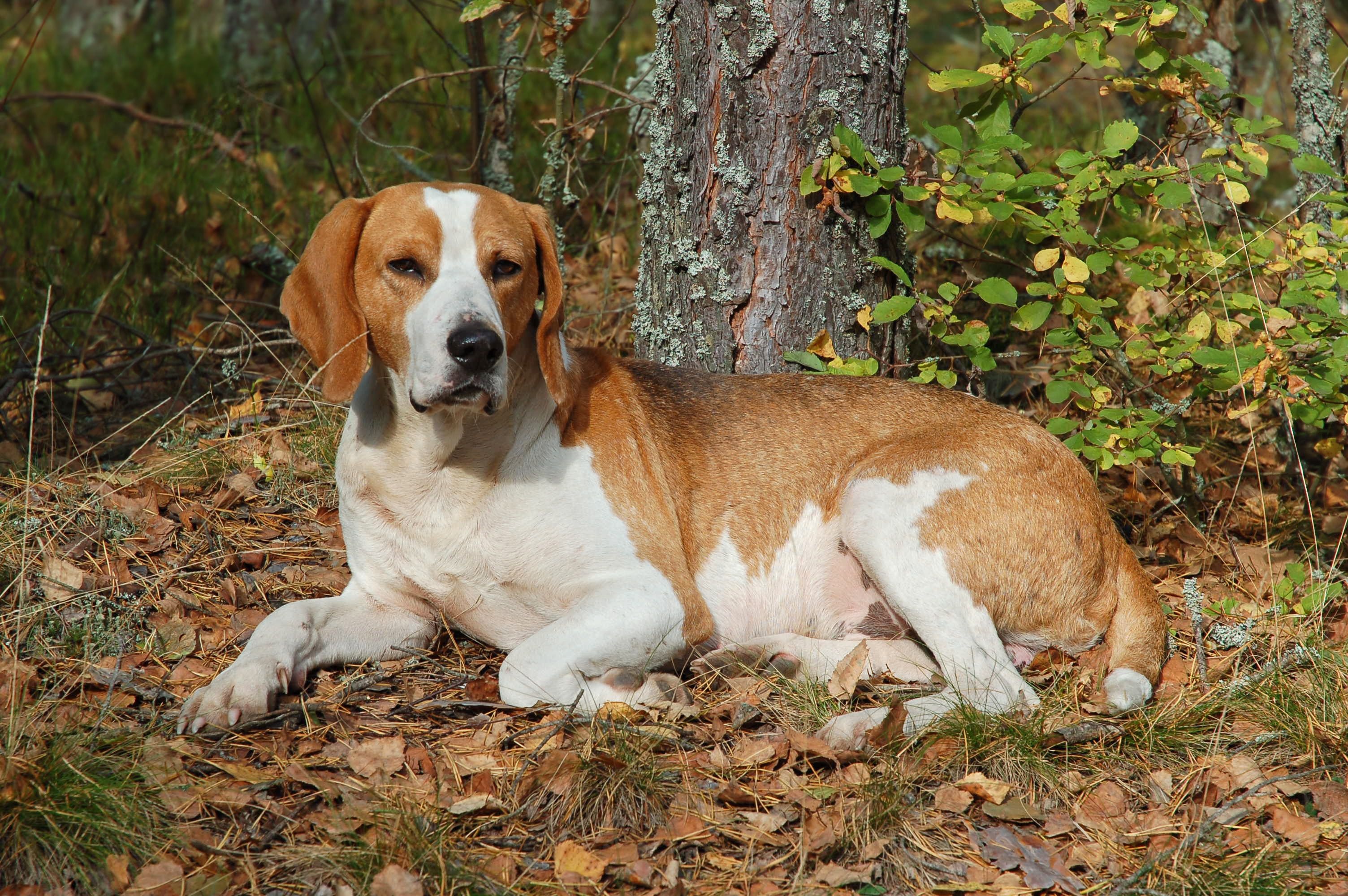 English Foxhound - dog breed photo