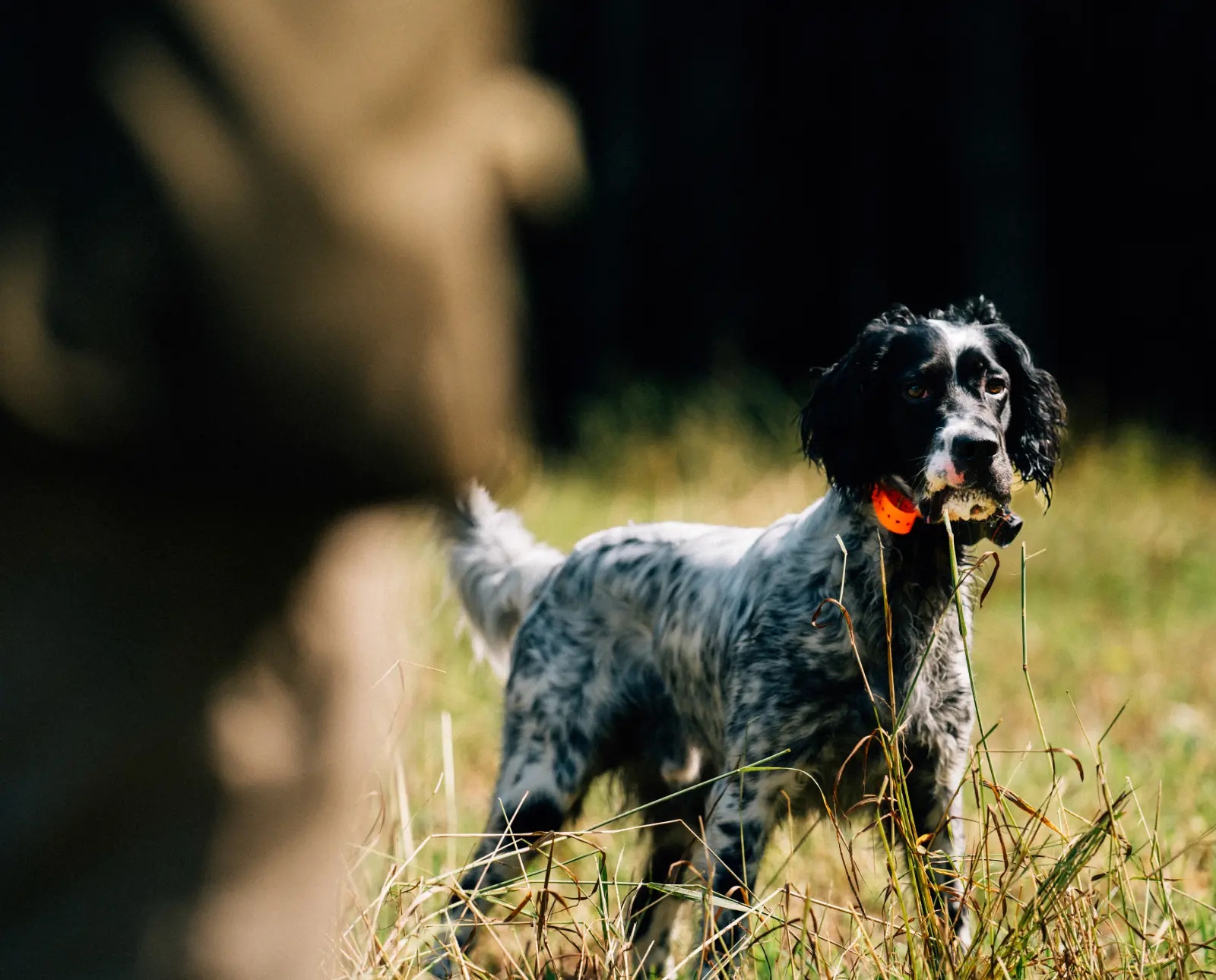 English Setter - dog breed photo