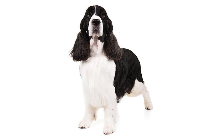 English Springer Spaniel - dog breed photo