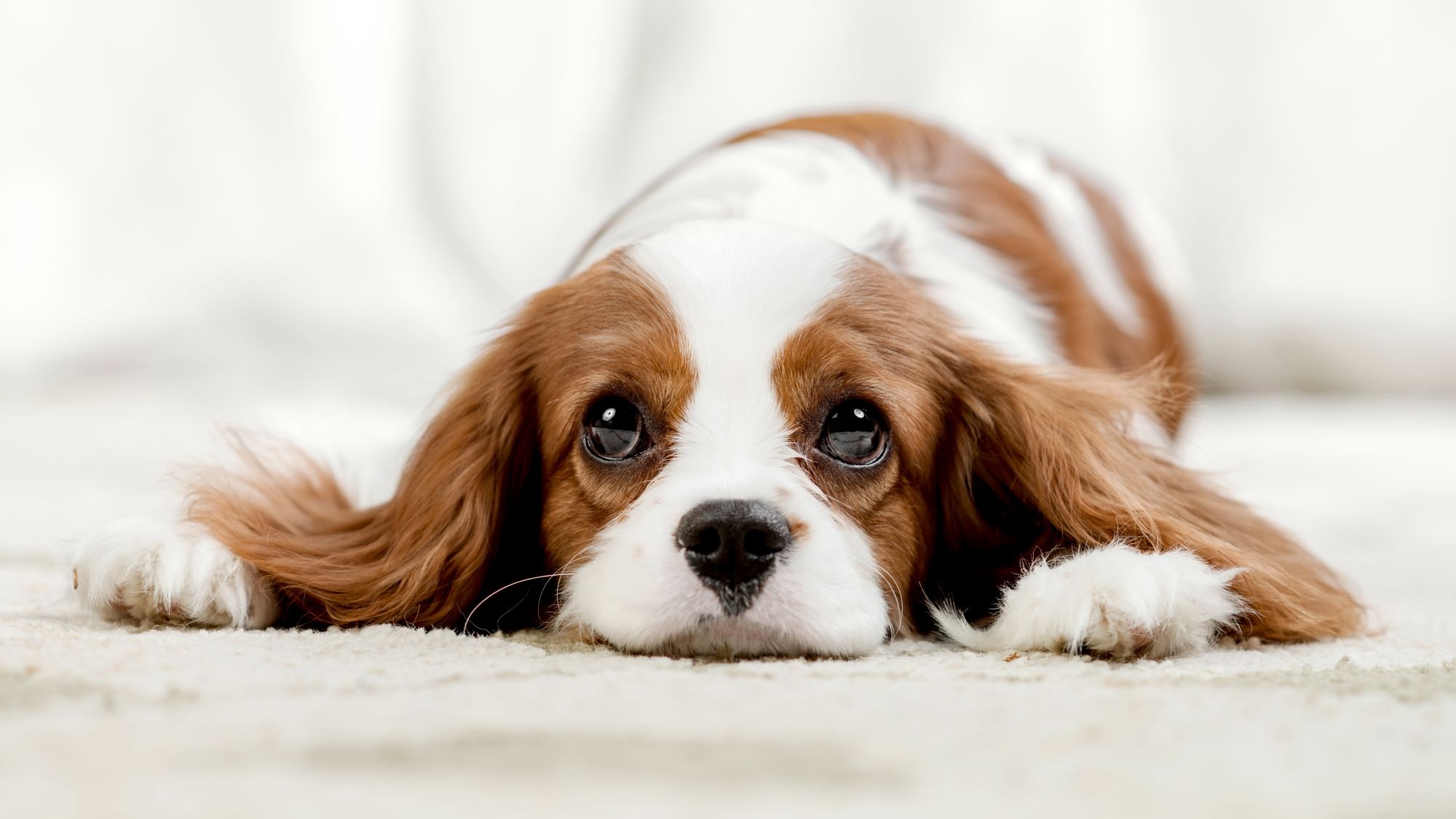 English Toy Spaniel - dog breed photo