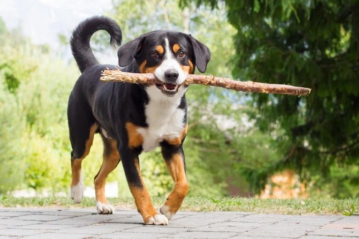 Entlebucher Mountain Dog - dog breed photo