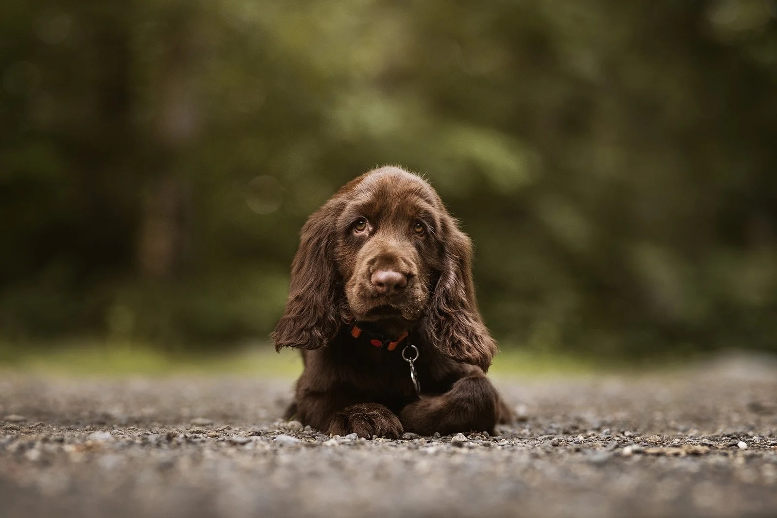Field Spaniel - dog breed photo