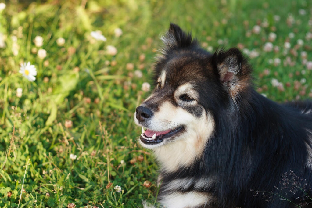 Finnish Lapphund - dog breed photo