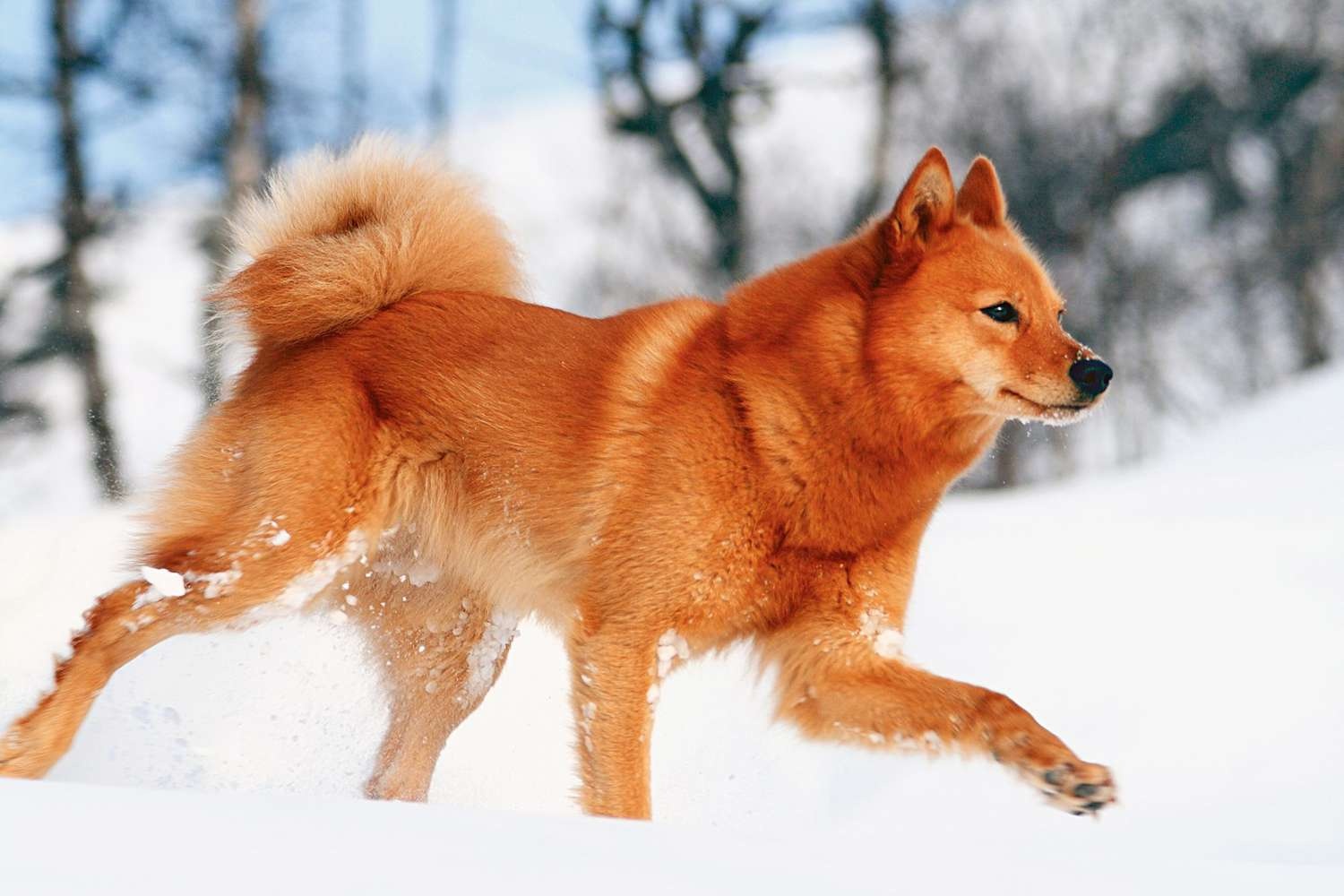 Finnish Spitz - dog breed photo