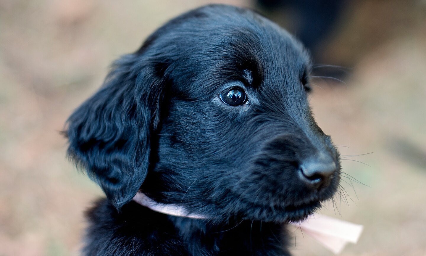 Flat-Coated Retriever - dog breed photo