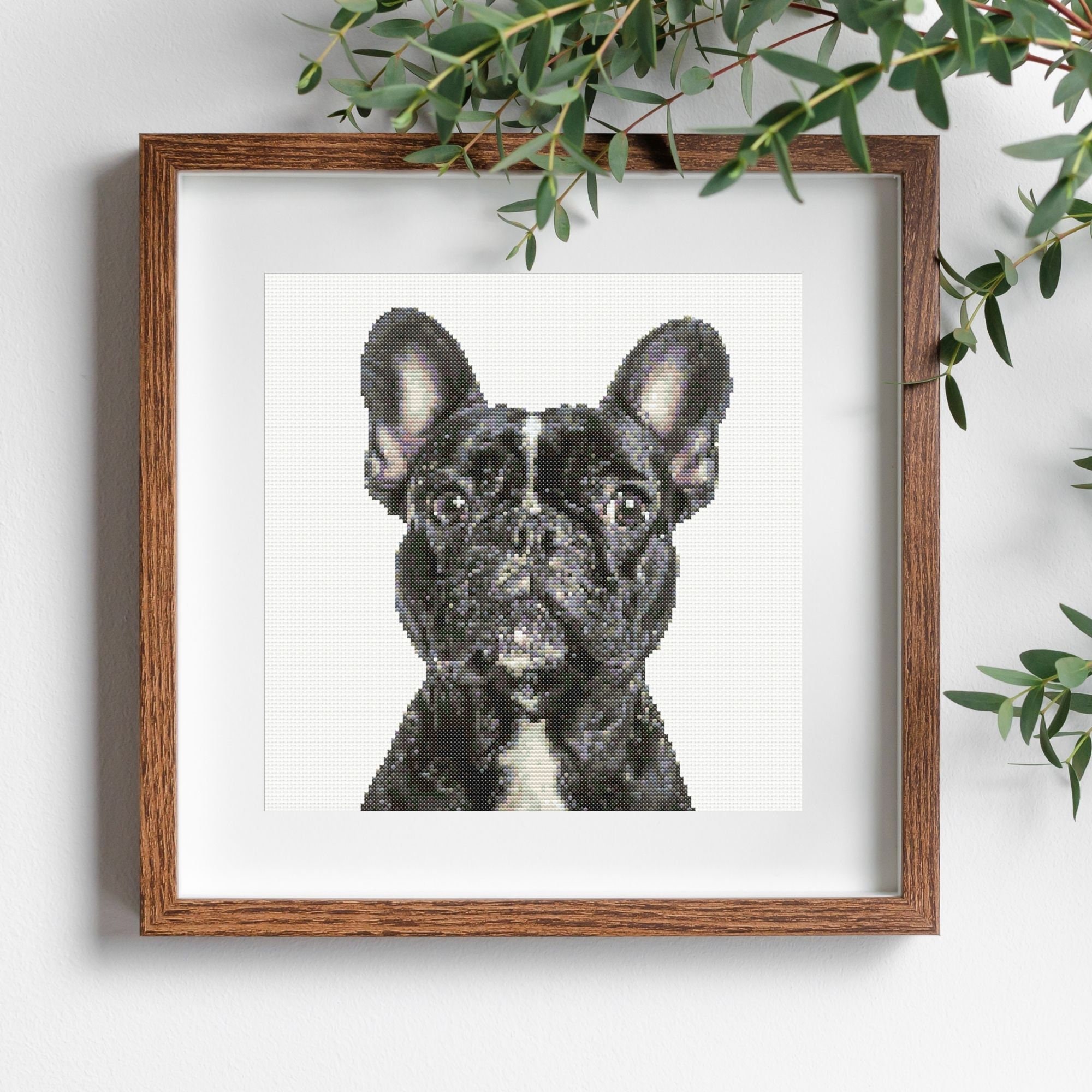 French Bulldog - dog breed photo
