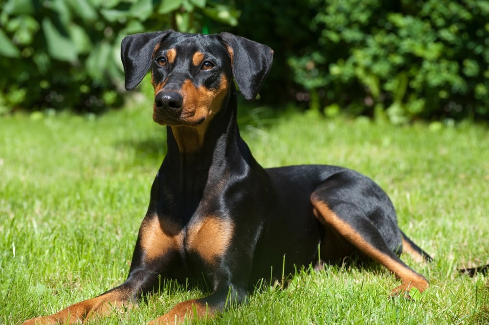 German Pinscher - dog breed photo