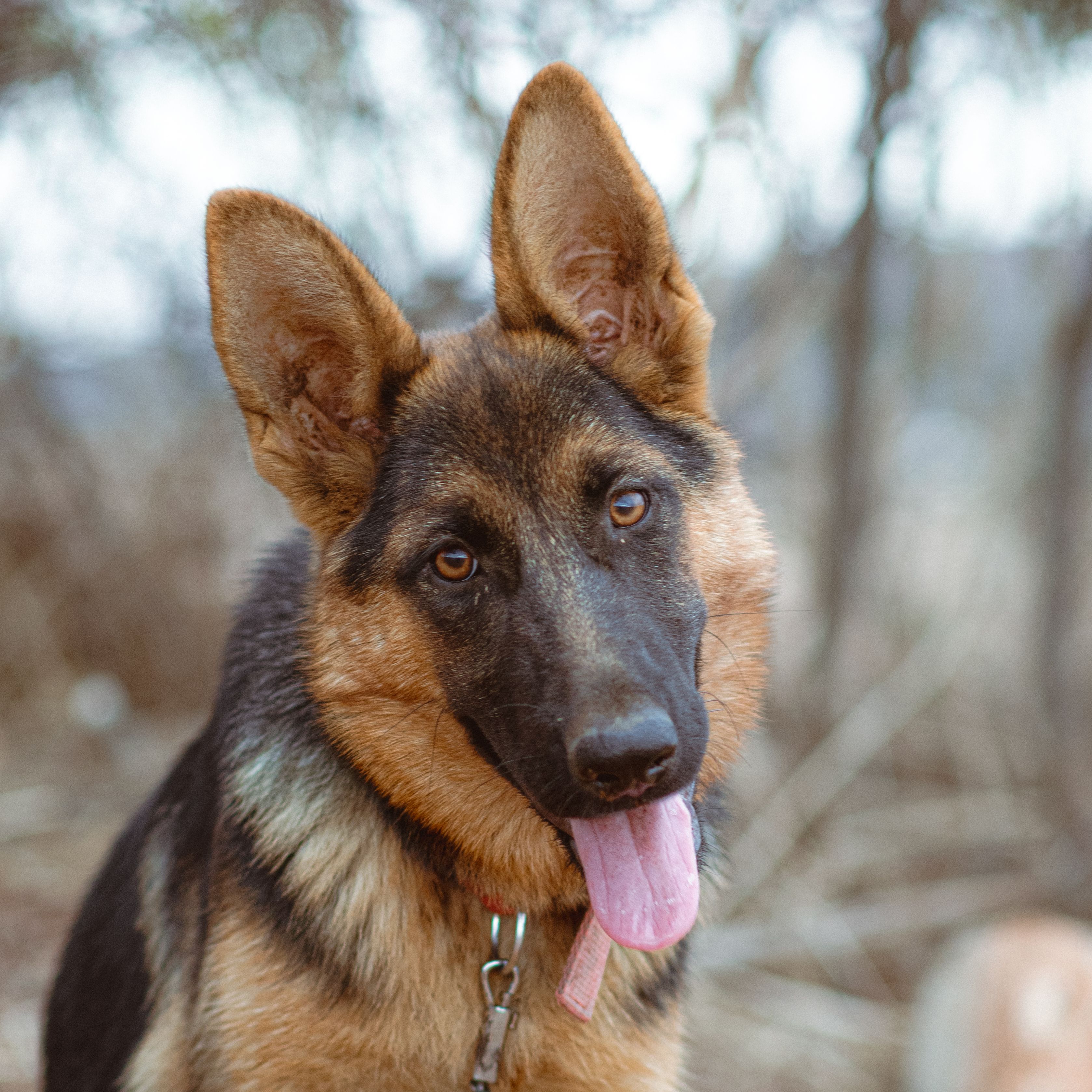 German Shepherd Dog - dog breed photo