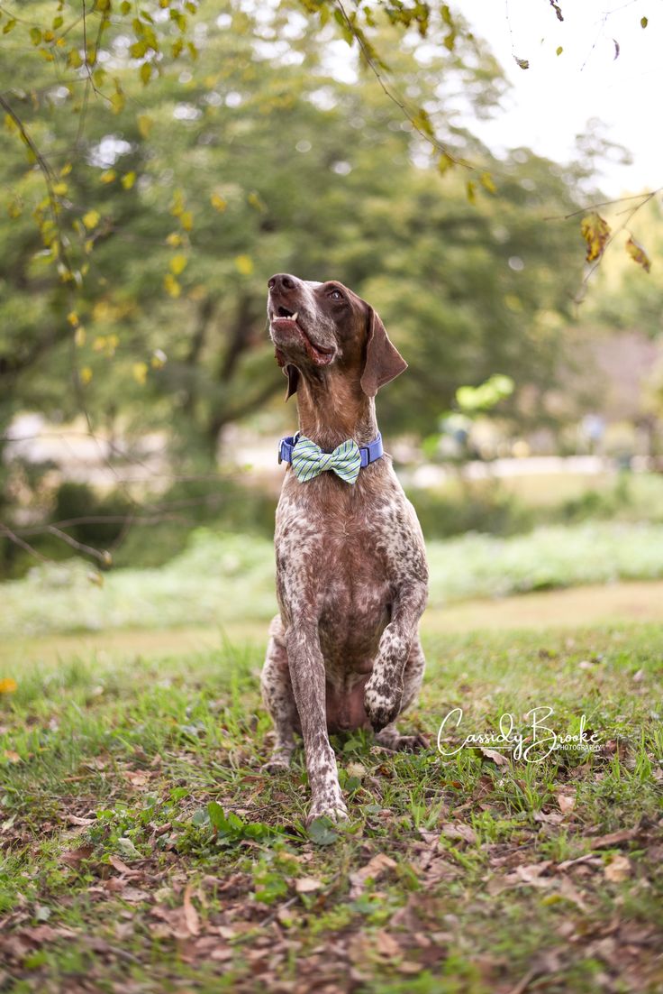 German Shorthaired Pointer - dog breed photo