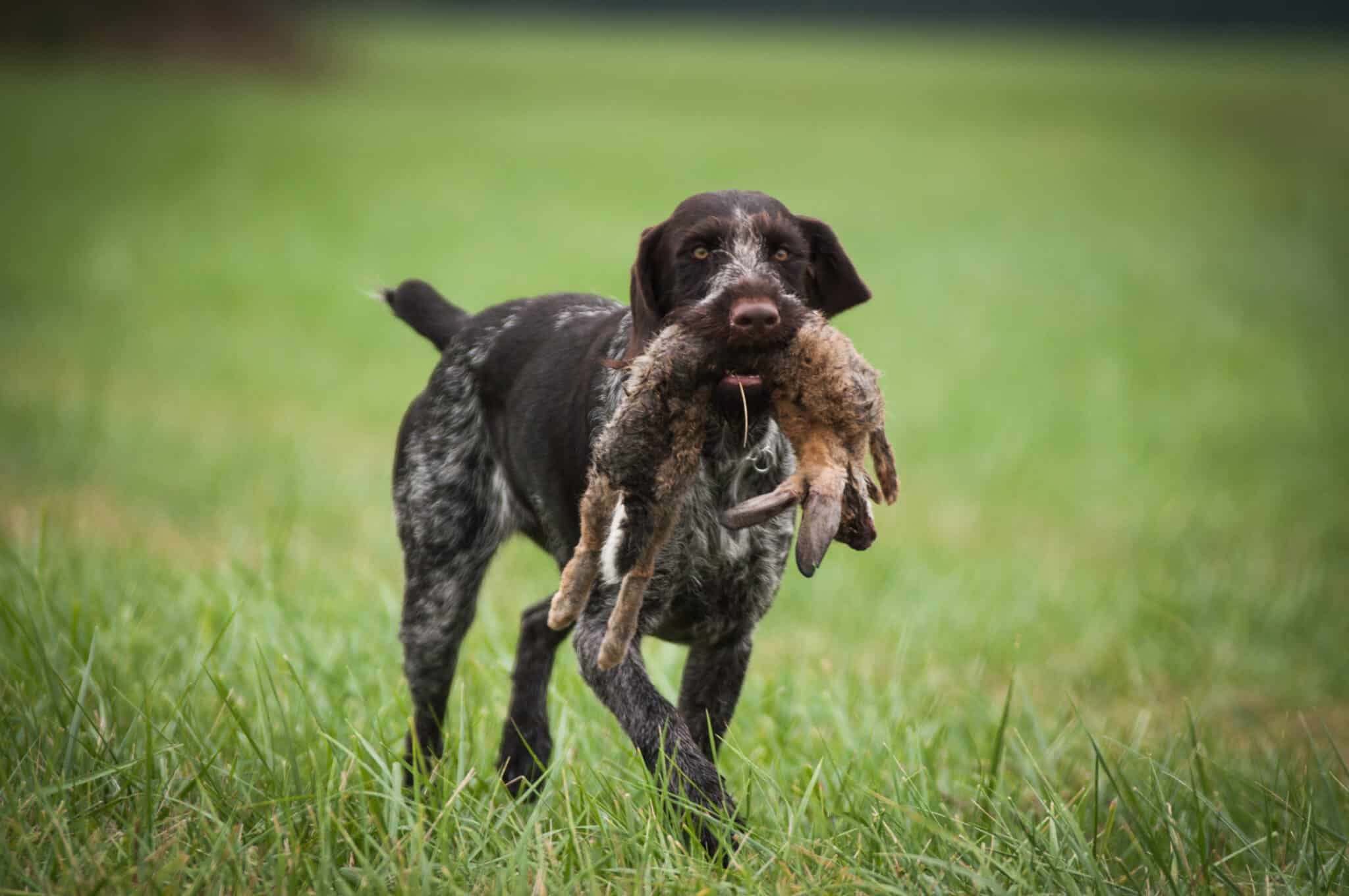 German Wirehaired Pointer - dog breed photo