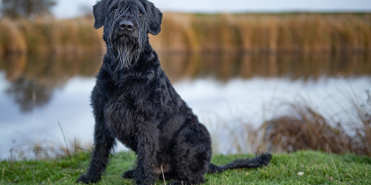 Giant Schnauzer - dog breed photo