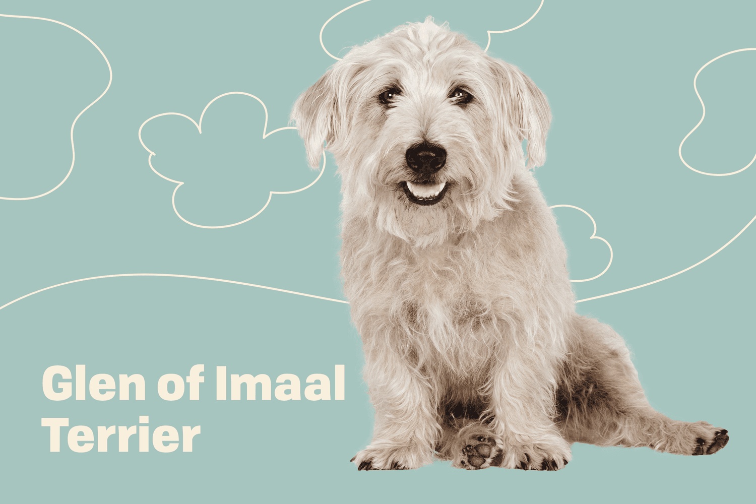 Glen of Imaal Terrier - dog breed photo