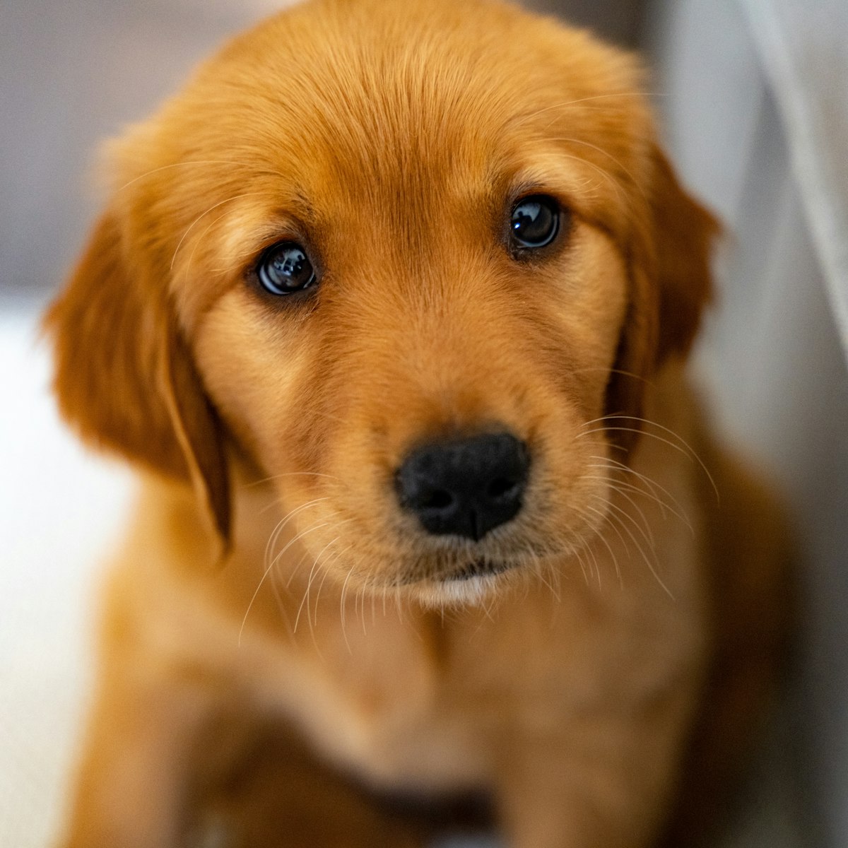 Golden Retriever - dog breed photo