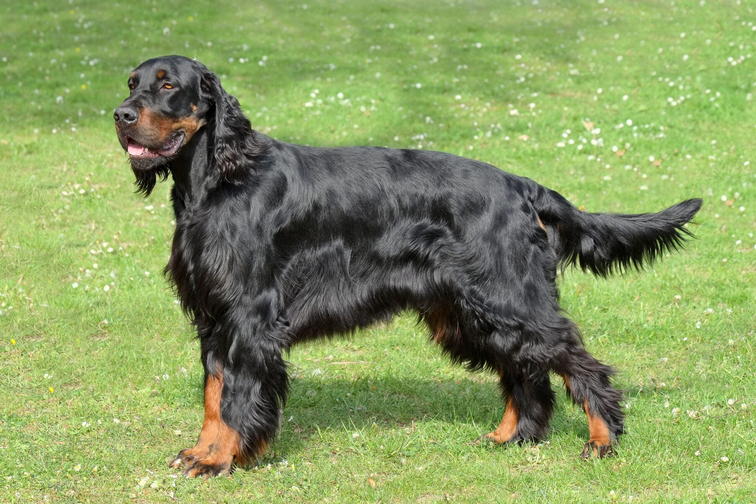 Gordon Setter - dog breed photo