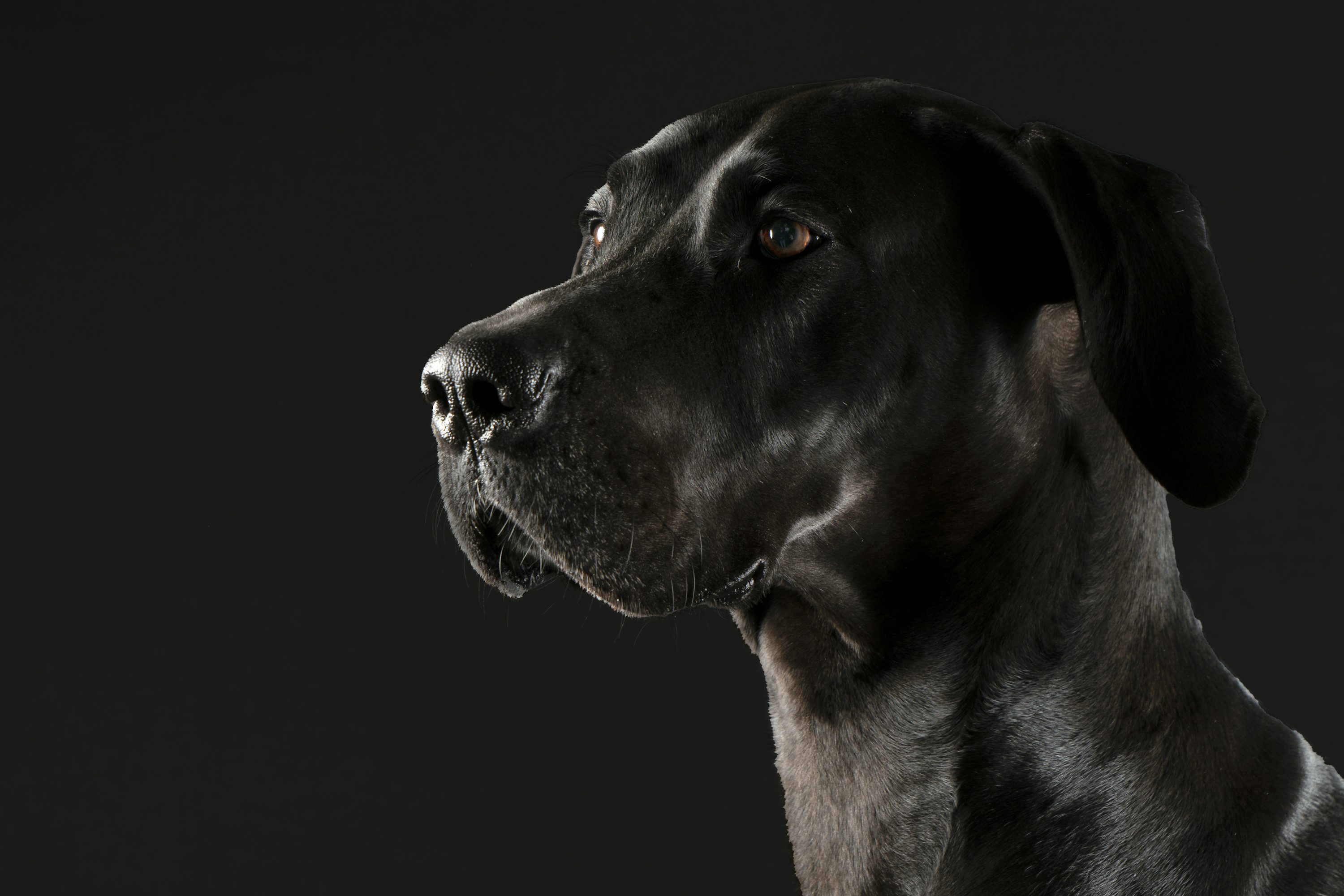 Great Dane - dog breed photo
