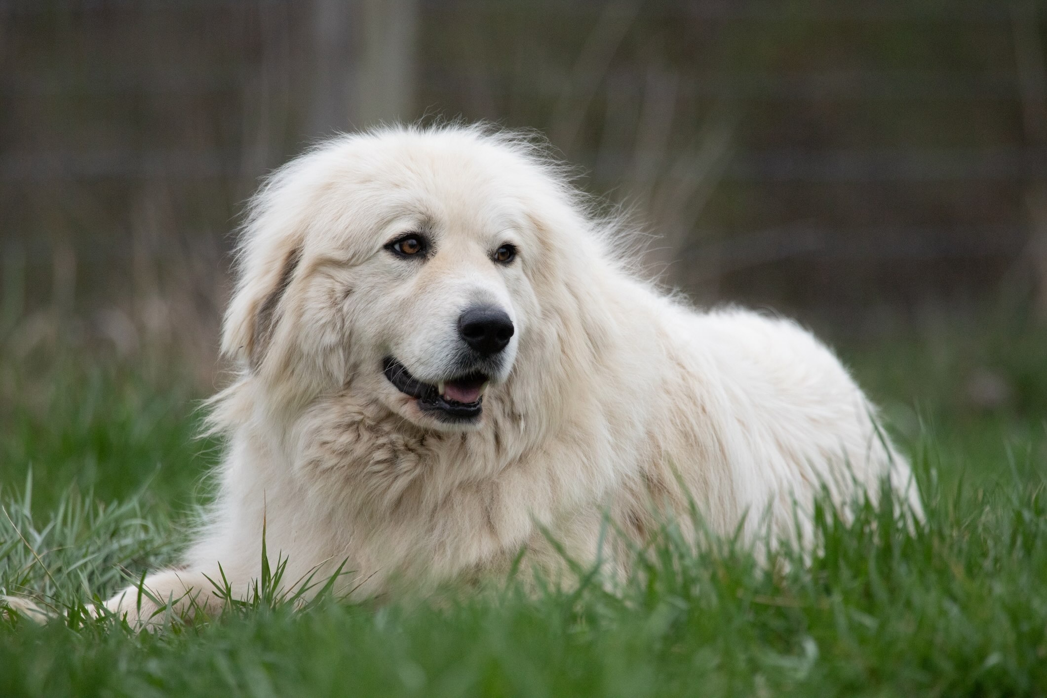 Great Pyrenees - dog breed photo