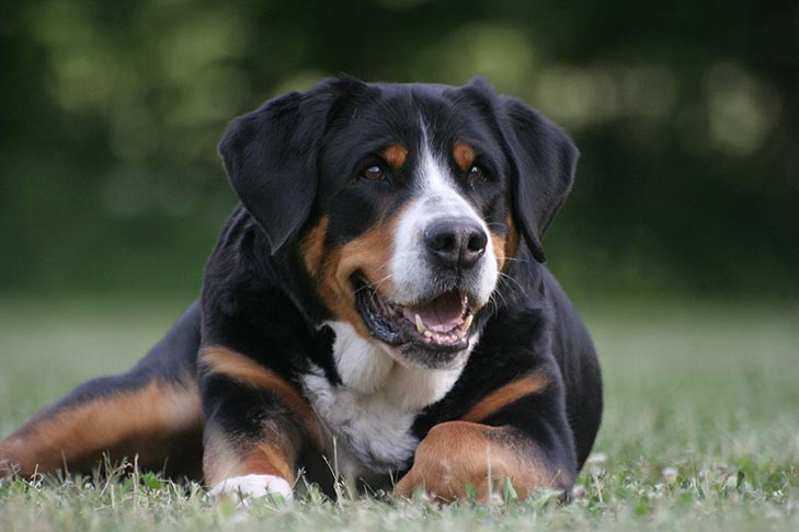 Greater Swiss Mountain Dog - dog breed photo