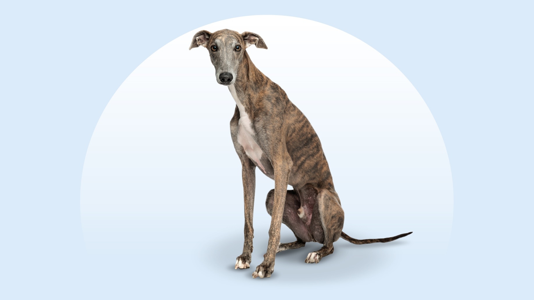 Greyhound - dog breed photo