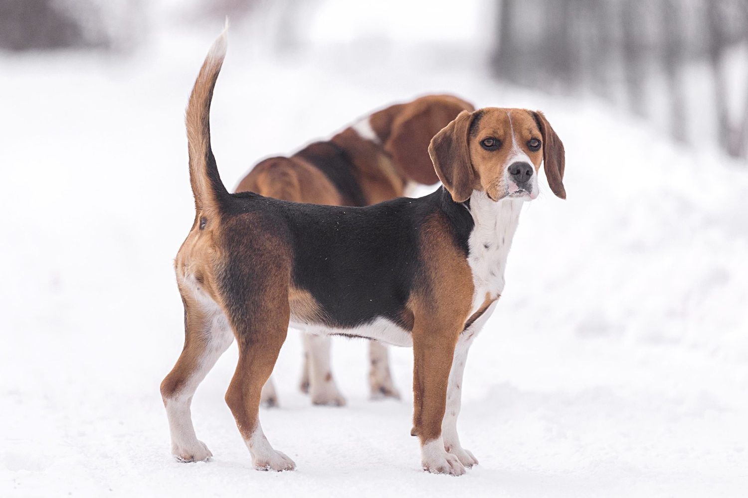 Harrier - dog breed photo