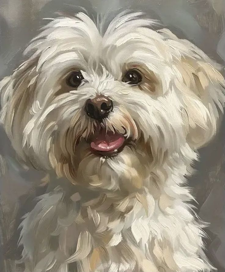 Havanese - dog breed photo