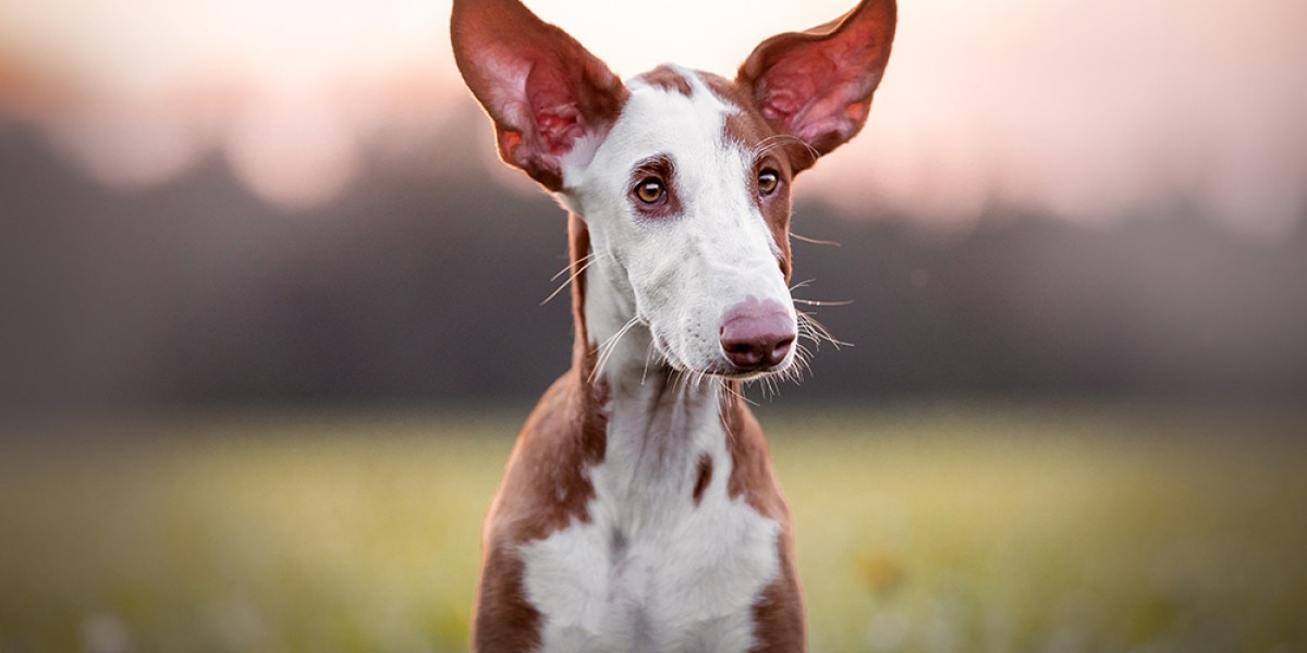Ibizan Hound - dog breed photo