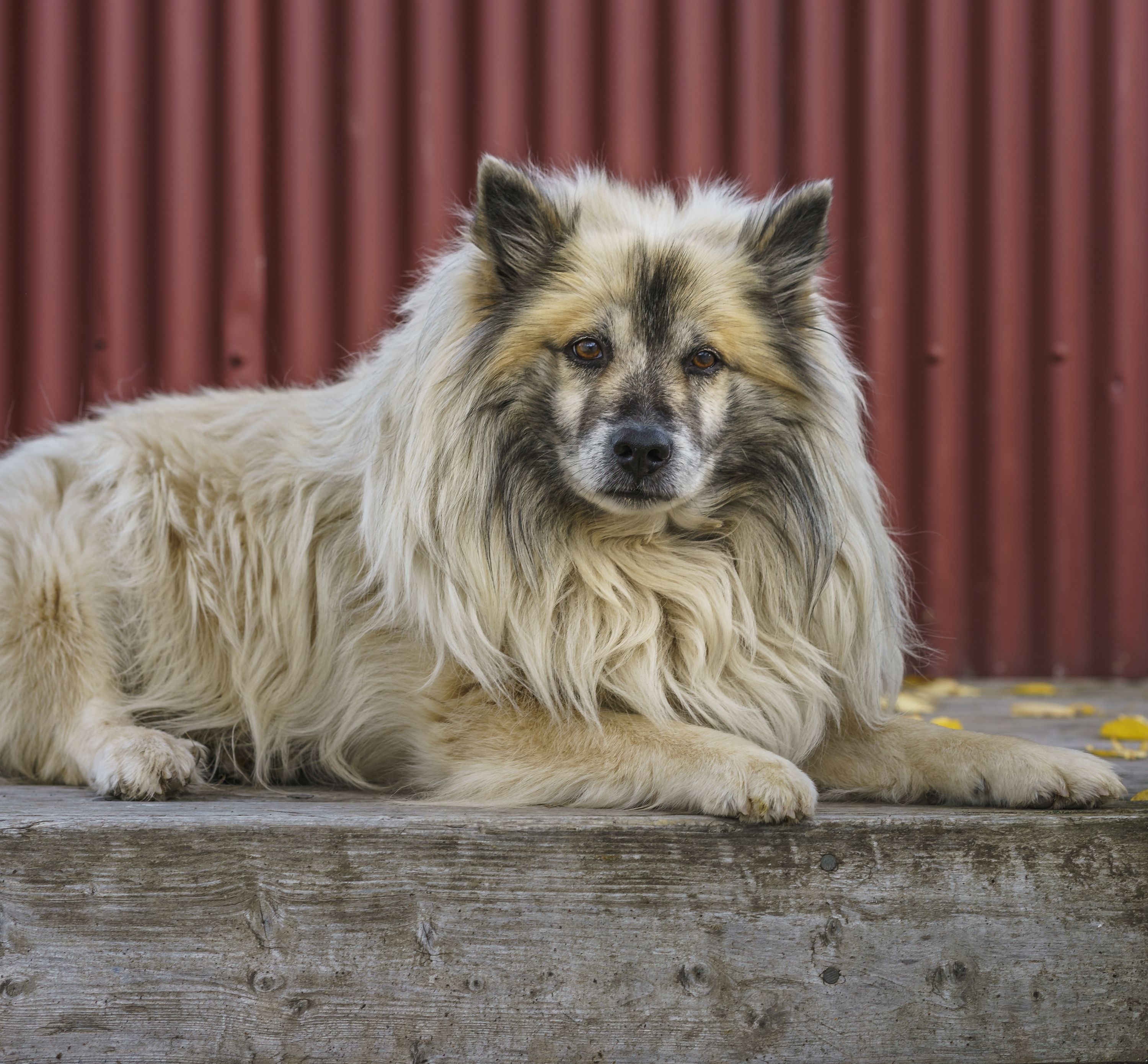 Icelandic Sheepdog - dog breed photo