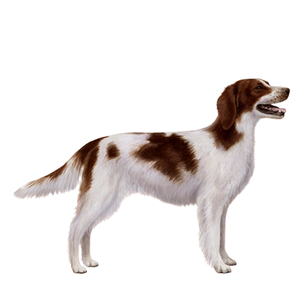 Irish Red and White Setter - dog breed photo