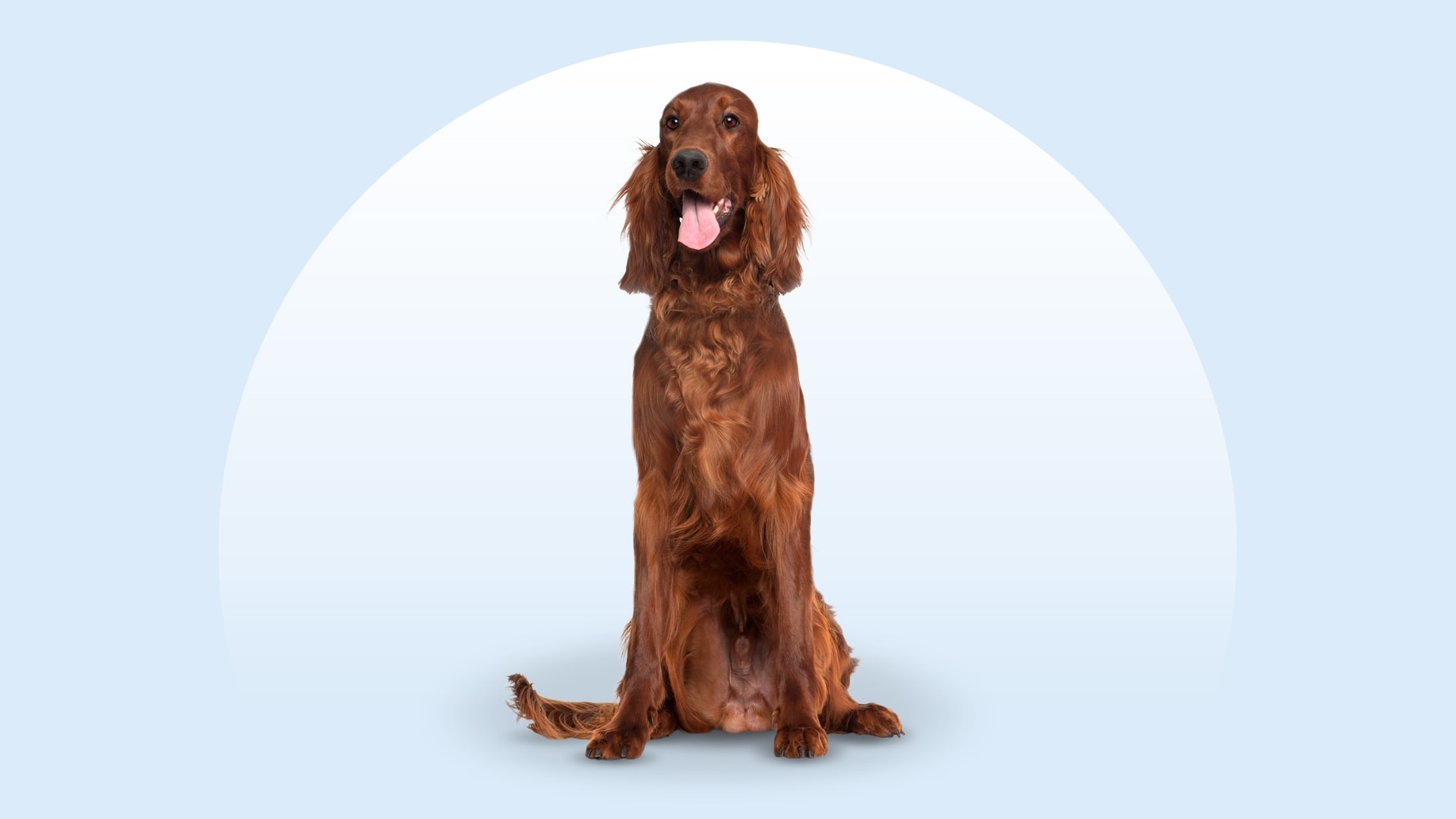 Irish Setter - dog breed photo