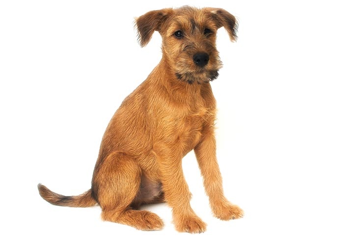Irish Terrier - dog breed photo