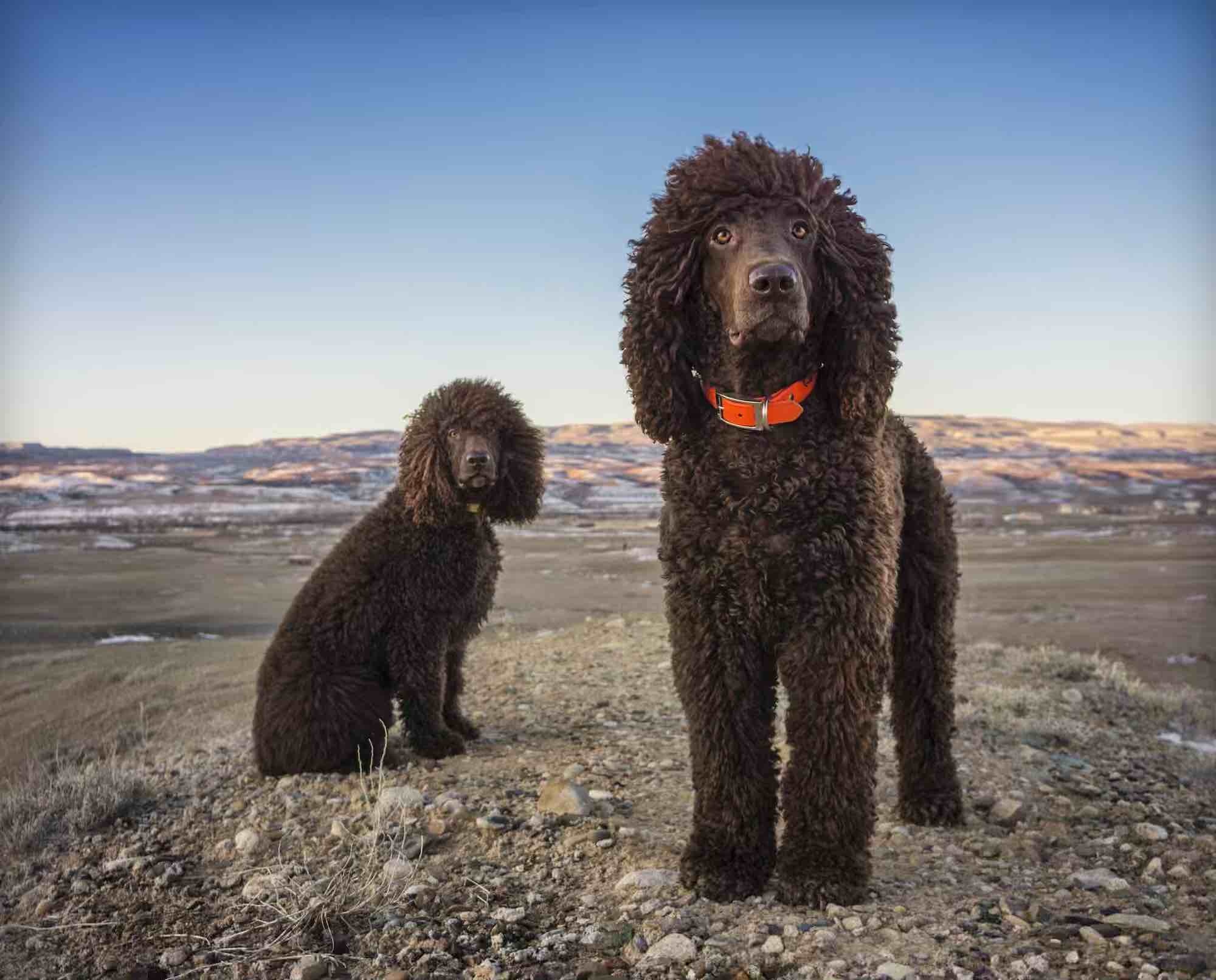 Irish Water Spaniel - dog breed photo