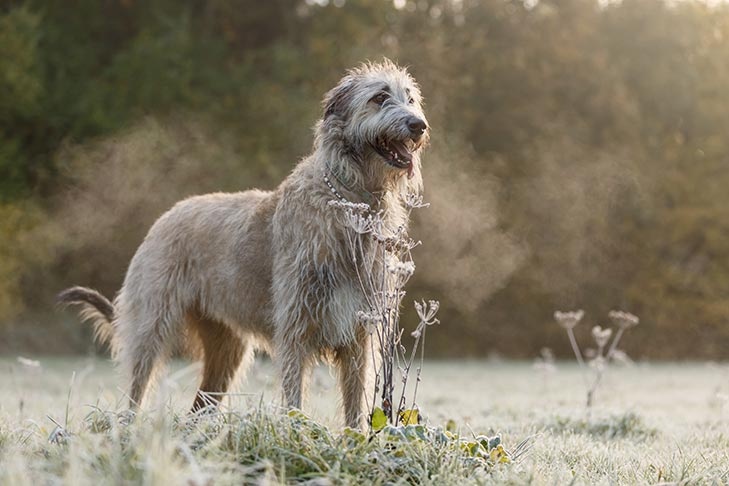 Irish Wolfhound - dog breed photo