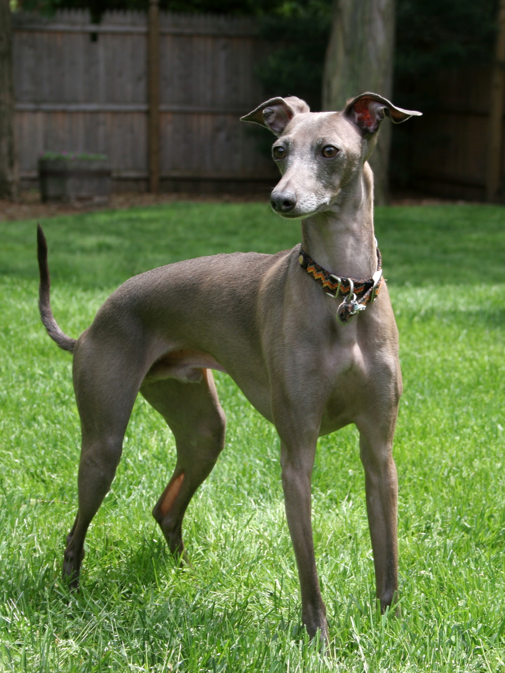 Italian Greyhound - dog breed photo