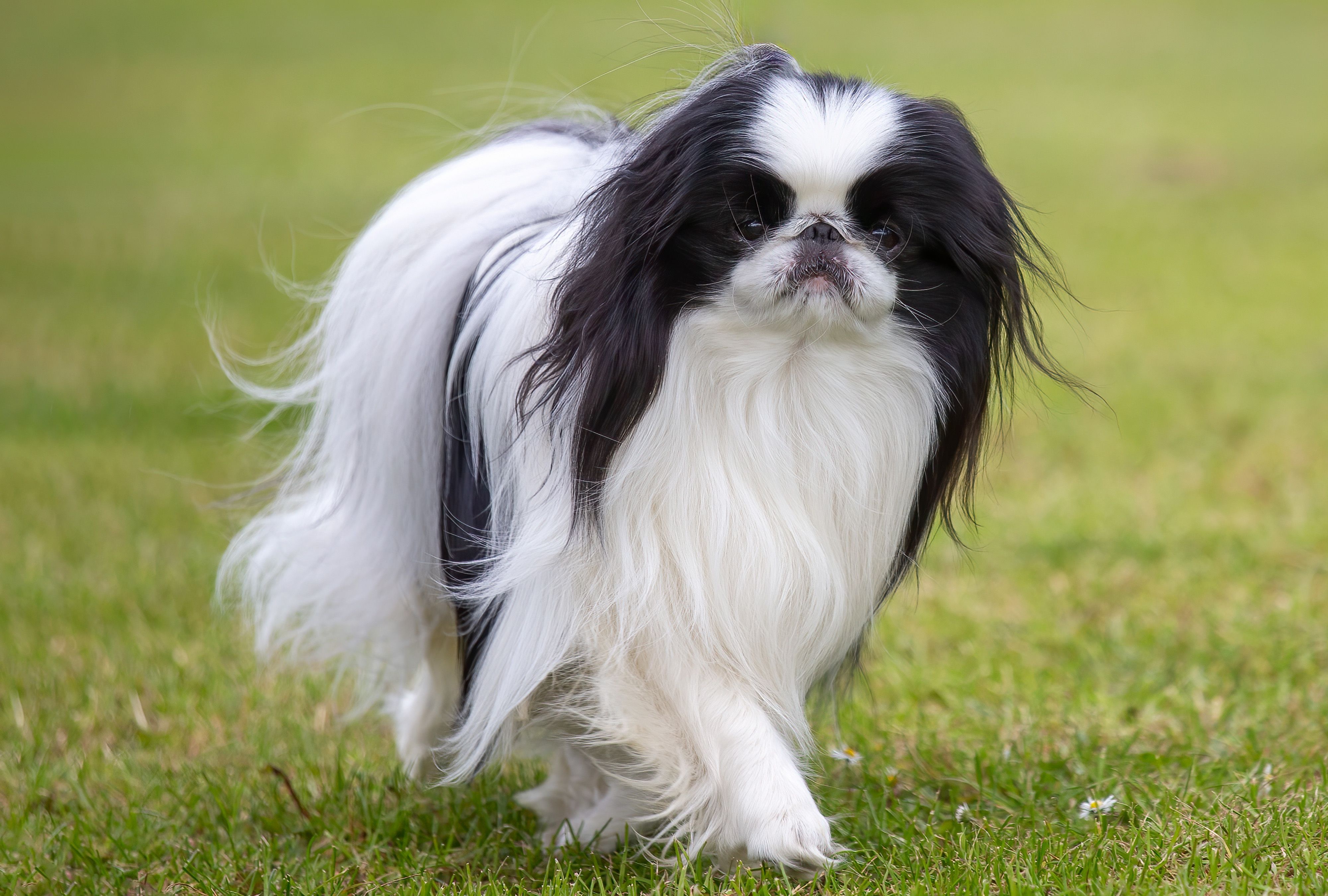 Japanese Chin - dog breed photo